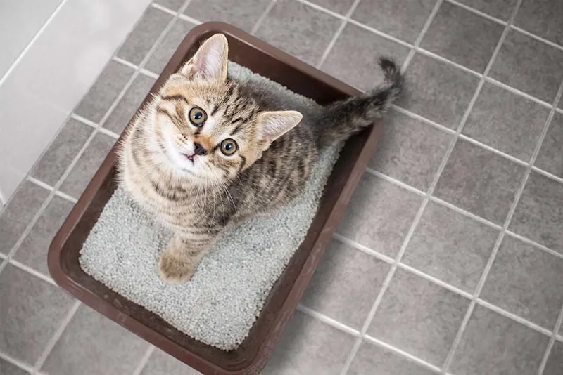 Gato en arenero como referencia de obstrucción o dificultad urinaria